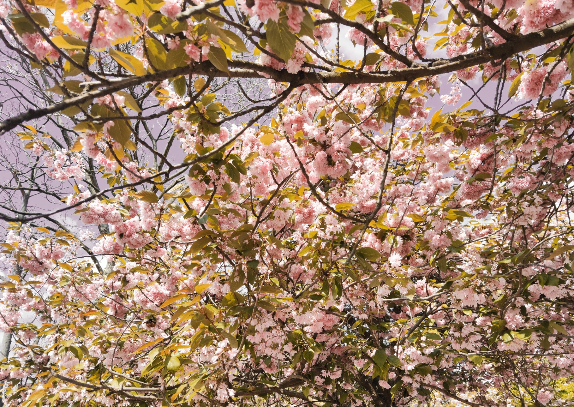 Zart rosa Kirschblüten in voller Blüte vor weichem Himmel – einladendes Bild zur Kontaktaufnahme mit der Praxis