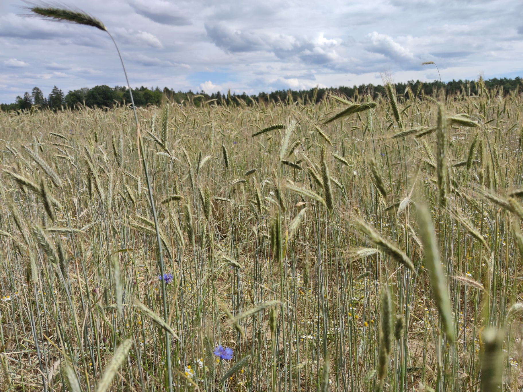 Reifes Getreidefeld mit einer einzelnen Kornblume unter sommerlichem Himmel – Sinnbild für Wachstum und Klarheit in der Verhaltenstherapie