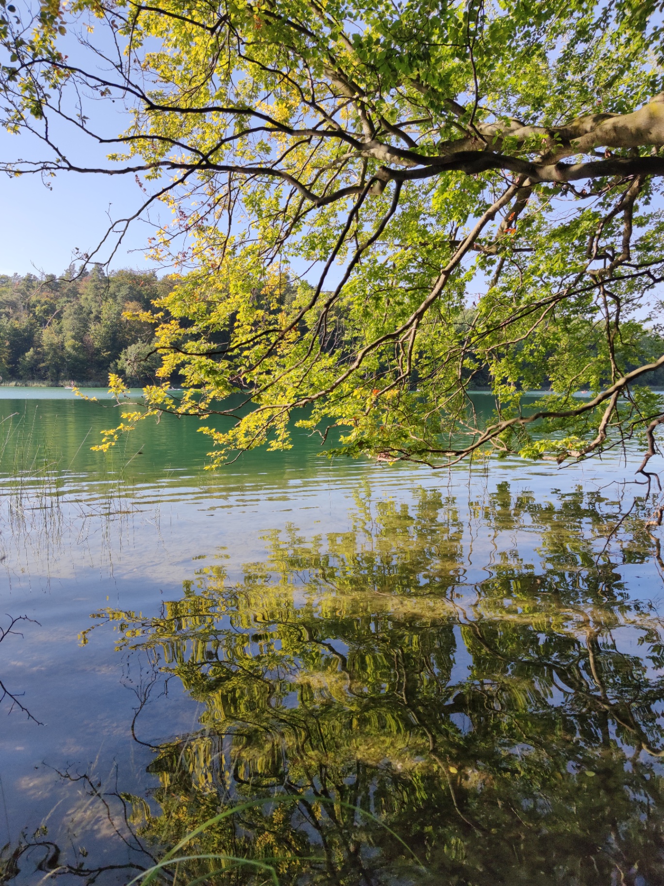 Grüne Zweige spiegeln sich im ruhigen, klaren Wasser eines Sees – Sinnbild für Verbundenheit und Klärung in der Paartherapie